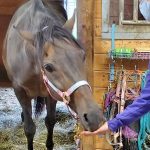 horse eating from person's hand